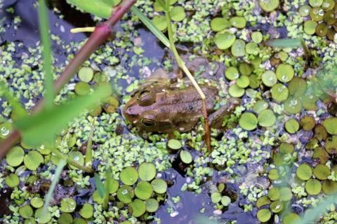 Pig Frog Stock Photos