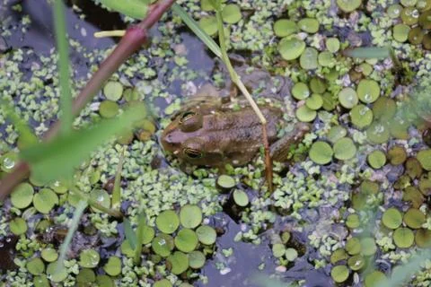 Pig Frog Foto stock
