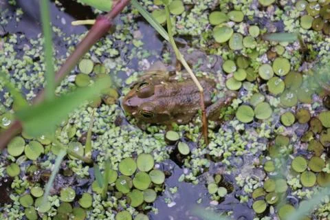 Pig Frog Stock Photos