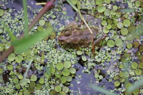 Pig Frog Stock Photos