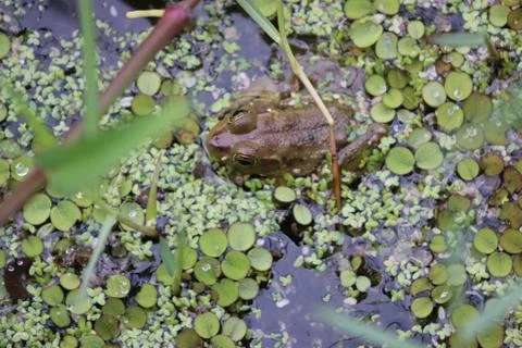 Pig Frog Stock Photos