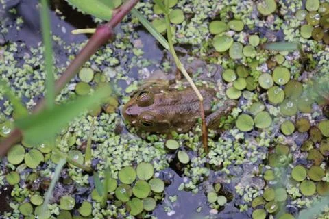 Pig Frog Stock Photos