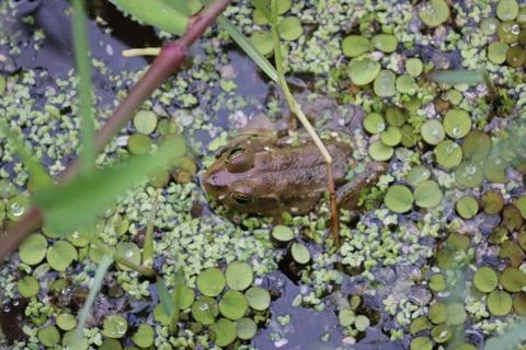 Pig Frog Stock Photos