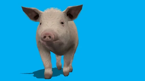 Pig Frontal View Walking FS Video stock 33033818