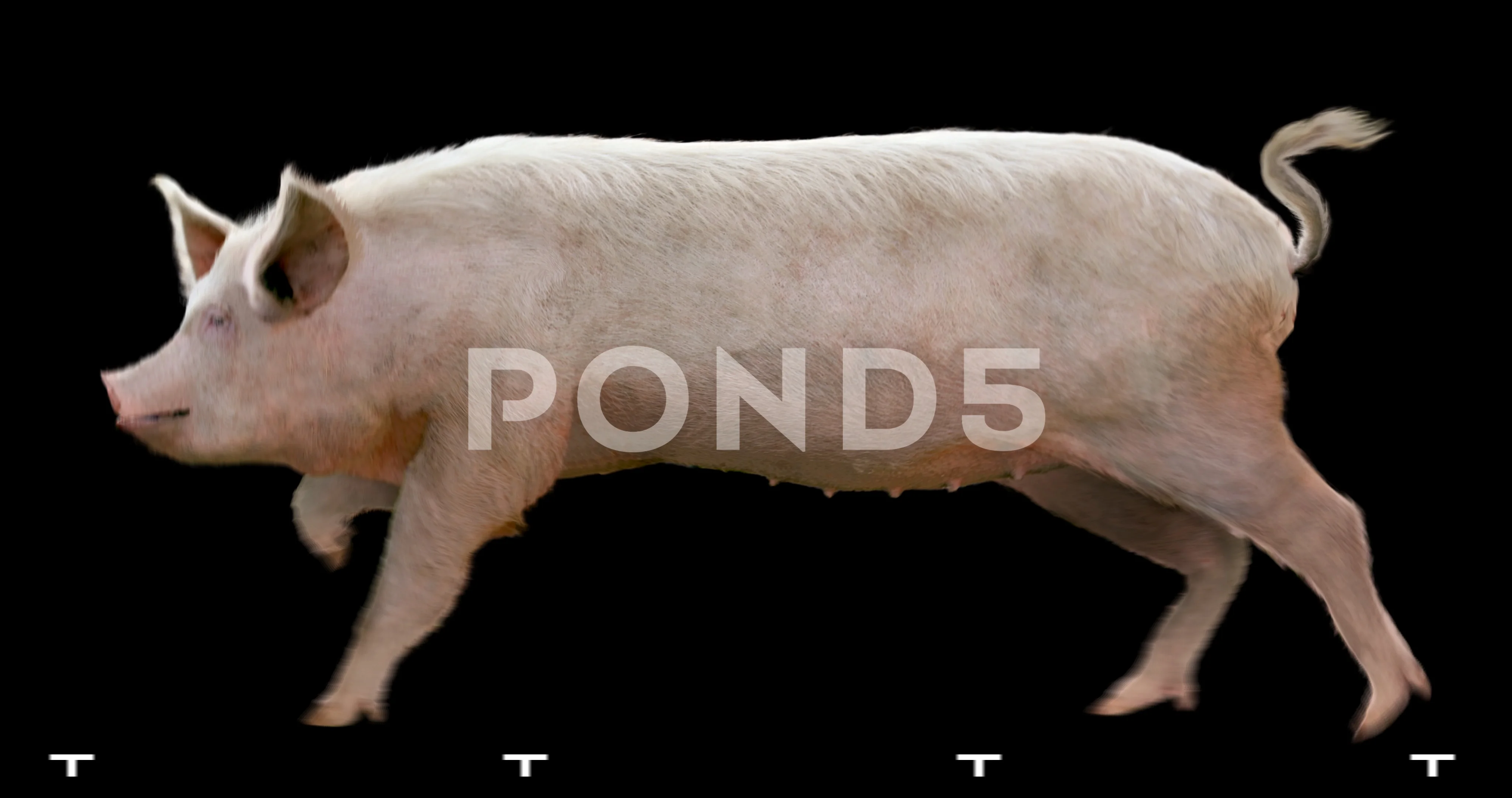 Pig gallop running. Animal isolated and ... | Stock Video | Pond5