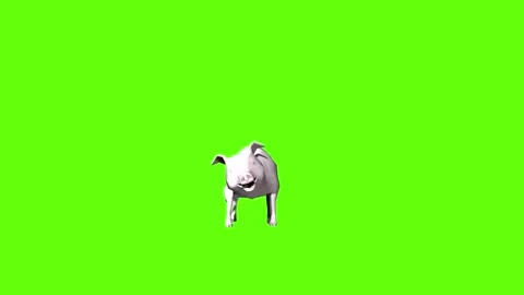 Pig get hit  green screen animation 3D rendering Stock Footage 297770509