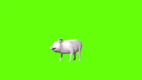 Pig get hit  green screen animation 3D rendering Stock Footage 297770541