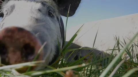 Pig, Grass and Sky Stock Footage