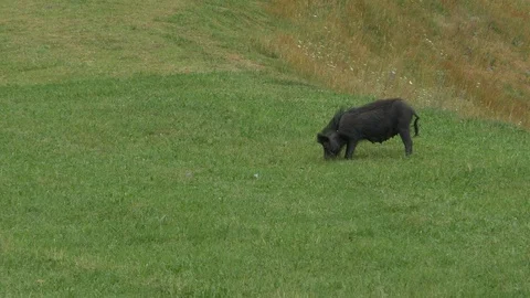 A pig grazing at a meadow 스톡 동영상 94326712