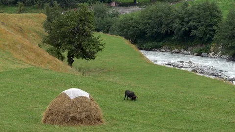 A pig grazing in the mountains 스톡 동영상 94327018