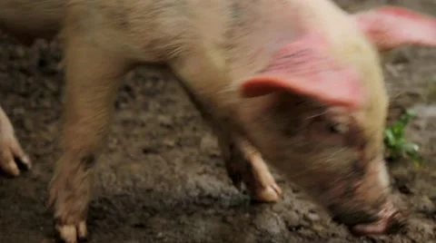 Pig grazing in muddy field Stock Footage 48735555