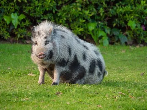 Pig Grazing  Stock Photos