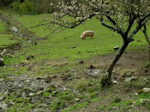 Pig grazing under a flowered tree Фото