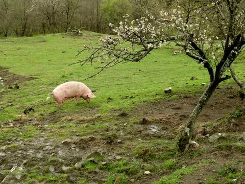 Pig grazing under a flowered tree Photos