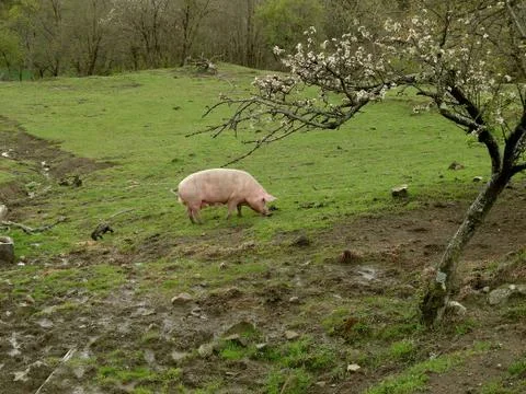 Pig grazing under a flowered tree Фото