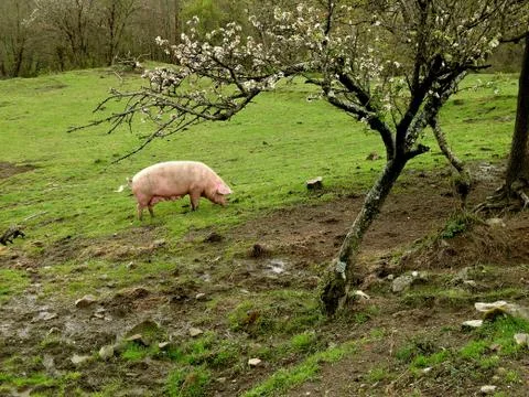 Pig grazing under a flowered tree 写真素材
