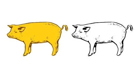  Pig hand drawn vector illustration isolated on white background Pig hand ... Stock Photos