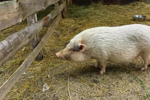 PIg having fun Stock Photos