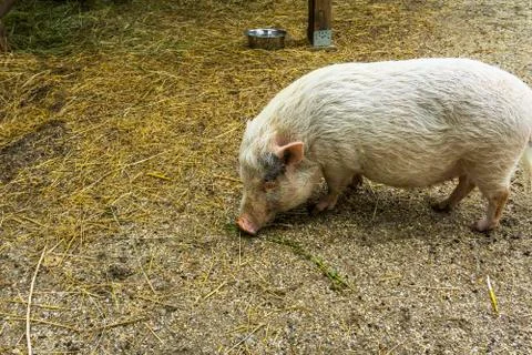 PIg having fun Stock Photos