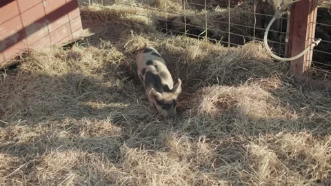Pig in hay slow motion Stock Footage 296253179