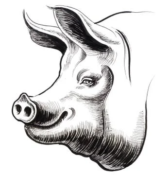 Pig head Stock Illustration