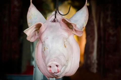 Pig Head Stock Photos