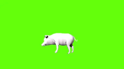 Pig idle breath  green screen animation 3D rendering Stock Footage 297770699