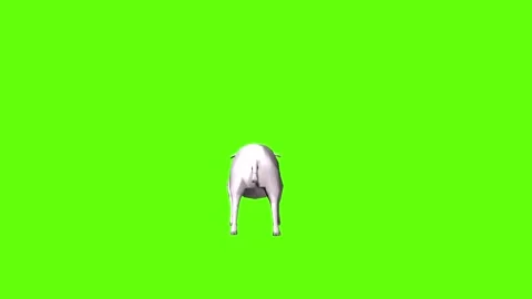 Pig idle breath  green screen animation 3D rendering Stock Footage 297770792