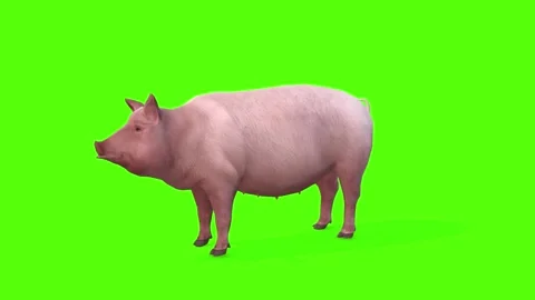 Pig Idle Green screen Animation 3D Rende... | Stock Video | Pond5