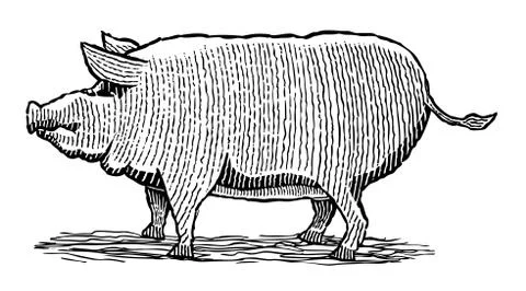 Pig Stock Illustration