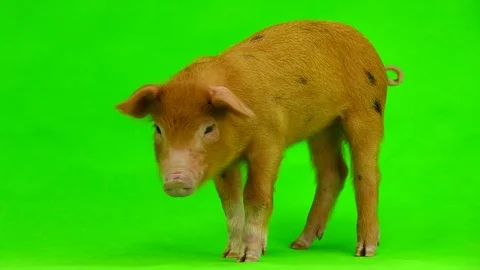 Pig isolated on a green background in studio shot, sound Stock Footage 81664854