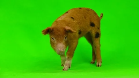 Pig isolated on a green background in studio shot Stock Footage 82111572