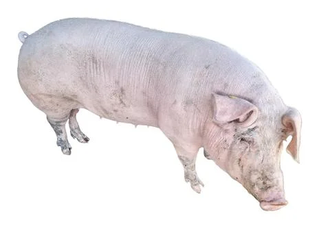 Pig isolated on white background Photos