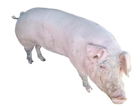 Pig isolated on white background Stock Photos