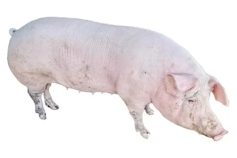 Pig isolated on white background Stockfoto's