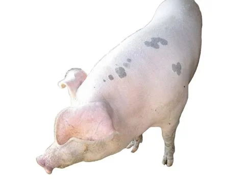 Pig isolated on white background Fotos Stock