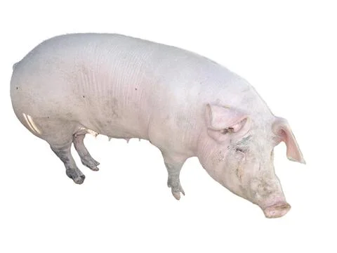 Pig isolated on white background Foto stock