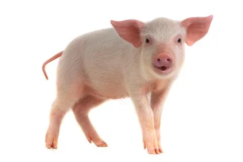 Pig isolated on a white background, studio shot Stock Photos