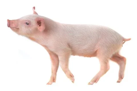 Pig isolated on a white background, studio shot Stock Photos