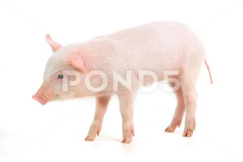 Pig isolated on the white background, studio shot Stock Photos