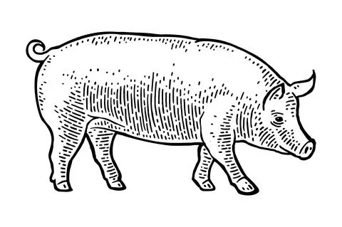 Pig isolated on white background. Vector black vintage engraving Illustration