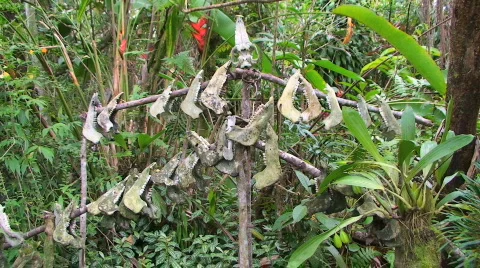 Pig jaw bone Stock Footage 369218