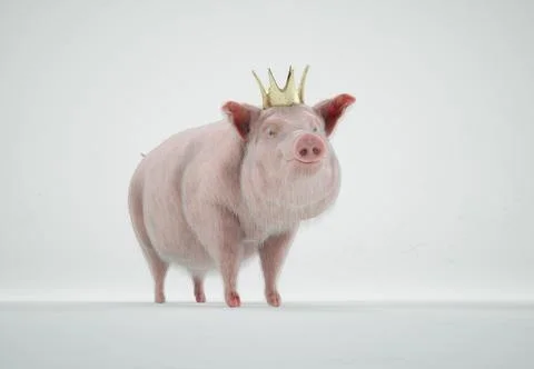 Pig with a king crown on studio background . Political corruption and fake .. Stock Illustration