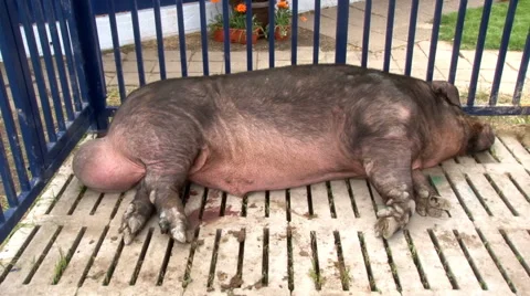 Pig large 库存影片 43998383