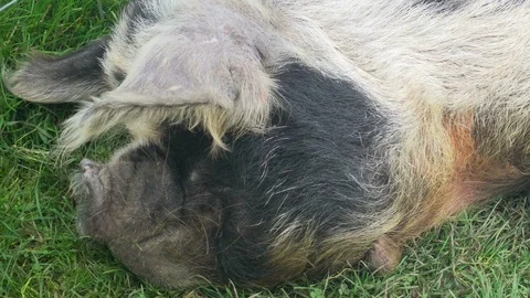 Pig laying down on a green grass field Stock Footage 87197290