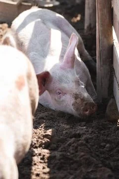 Pig laying in the mud Stock Photos