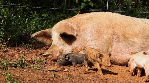 Pig Lays in Mud with Piglets Stock Footage 116330005