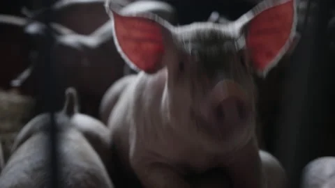 Pig Leaning On Others To Look At Camera Video stock 134588486