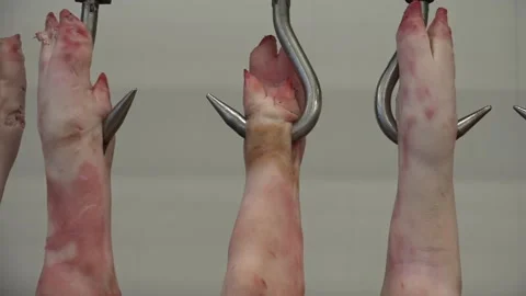Pig legs put on hooks Stock Footage 239689345
