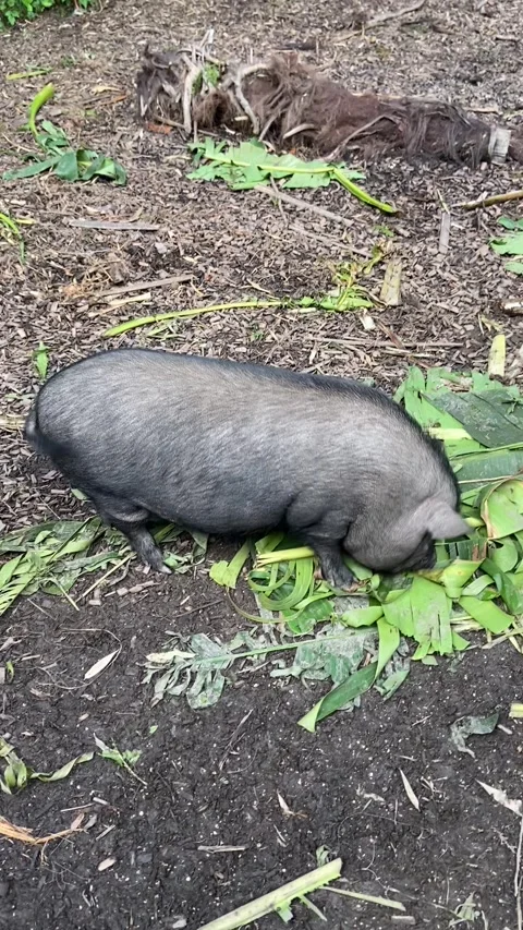 Pig in Les Cévennes Stock Footage 345361252
